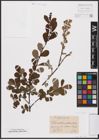 Foto von Salix aurita L.